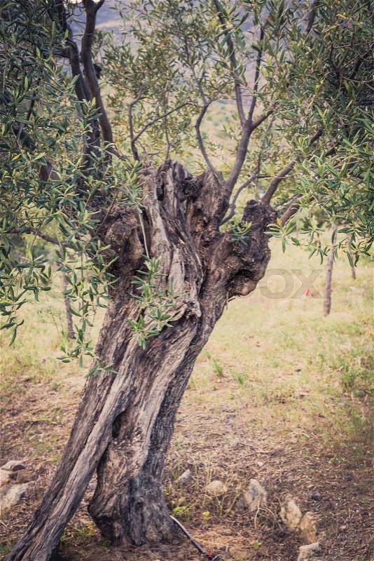 Mediterranean olive field with old olive tree ready for harvest, stock photo