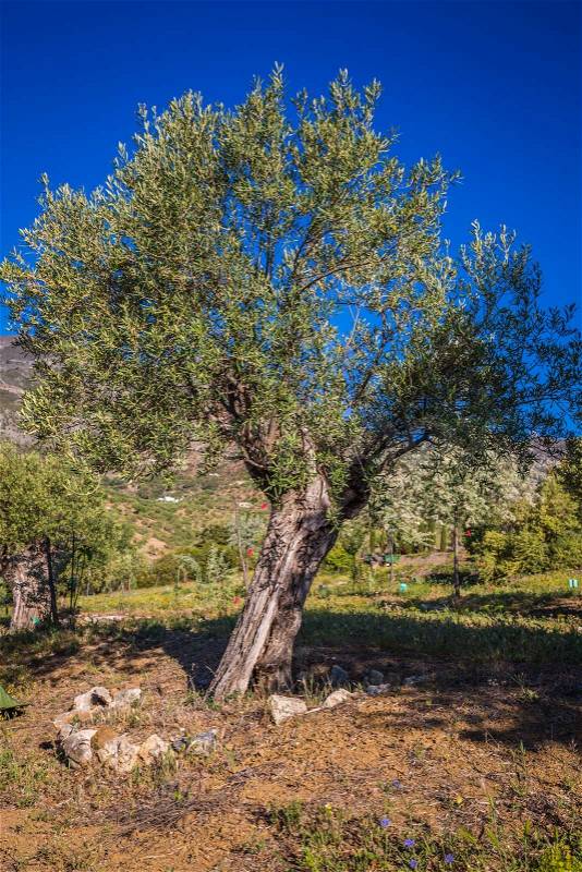 Mediterranean olive field with old olive tree ready for harvest, stock photo