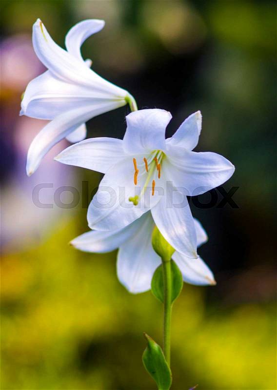 Lilies. madonna lily,white lily,flowers spring,lily on white,white flowers,white petals,lily flowers against fence,amazing white flowers,spring flowers. lily white, stock photo
