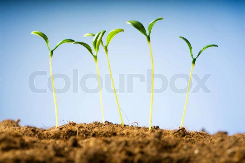 Green seedling illustrating concept of new life, stock photo