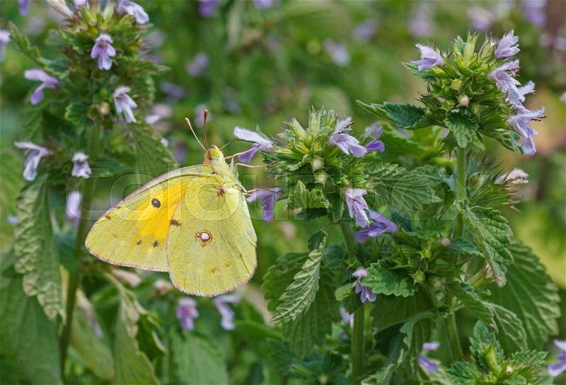 Pale clouded yellow butterfly on wild flower, stock photo