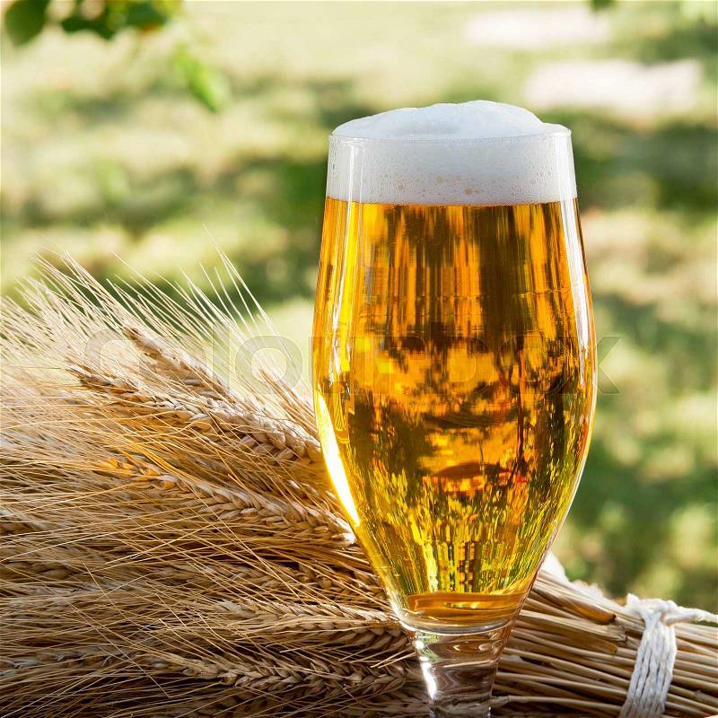 Beer glass and raw material for beer production in the nature, stock photo