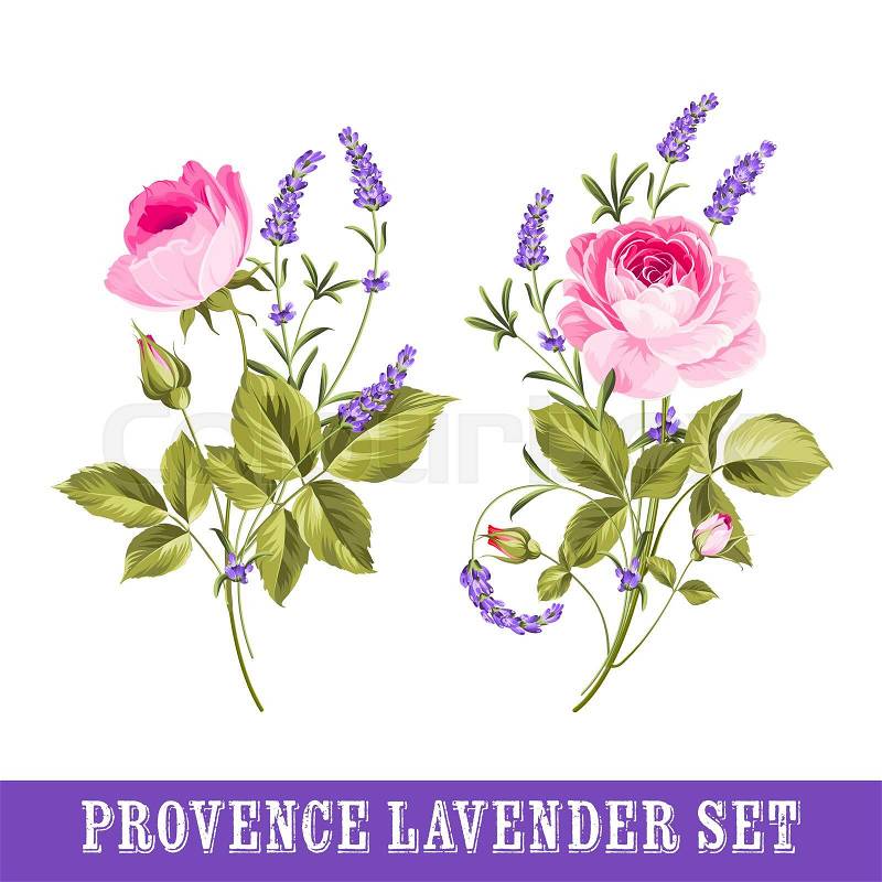 Vintage set of lavender flowers elements. Botanical illustration. Collection of lavender flowers on a white background. Watercolor lavender set. Lavender flowers isolated on white, stock photo