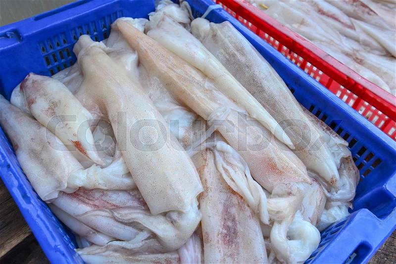 Fresh Squid or seafood on a market stall, stock photo