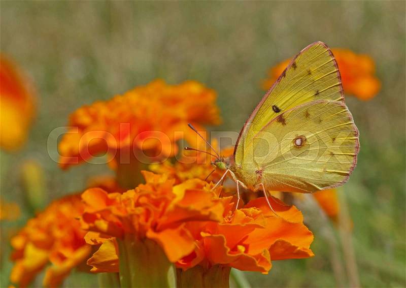 Pale clouded yellow butterfly on marigold flower, stock photo