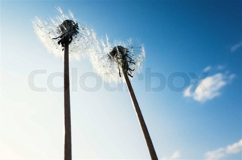 Two blooming dandelion flowers over blue sky background, closeup photo with selective focus, stock photo