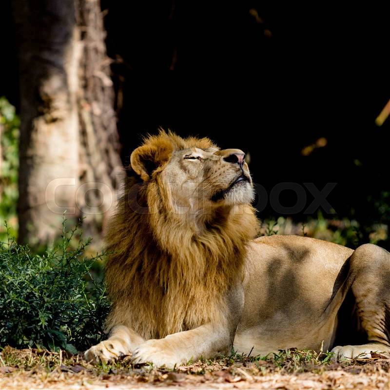 Big lion sitting in the zoo, stock photo