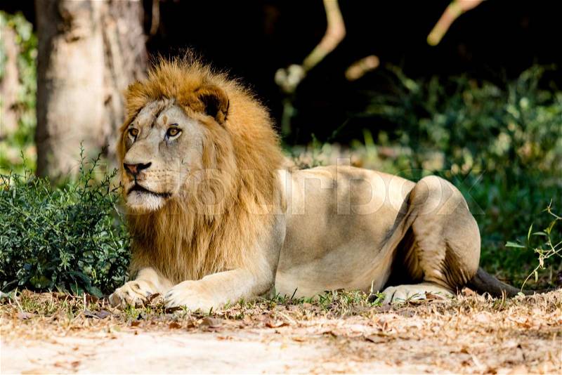 Big lion sitting in the zoo, stock photo