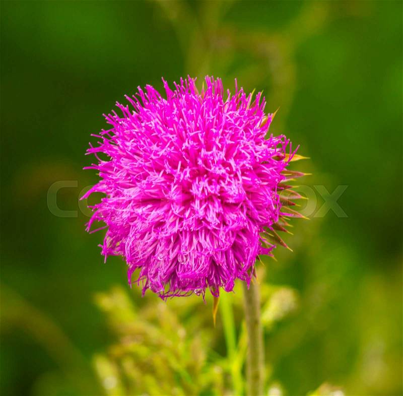 Thistle. pink milk thistle flower in bloom in spring. Single Thistle Flower in Bloom in the field. Pink thistle flower, stock photo