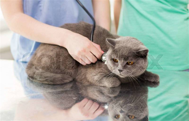 Medicine, pet, animals, health care and people concept - close up of veterinarian doctor with stethoscope checking british cat up at vet clinic, stock photo