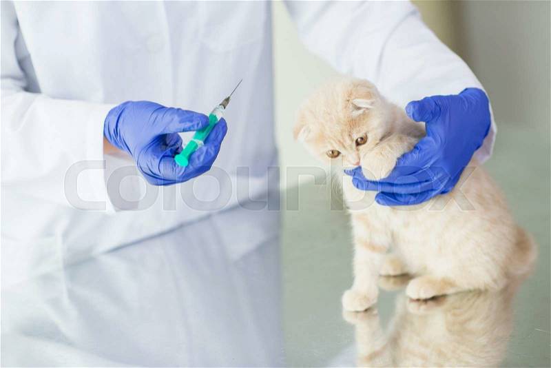 Medicine, pet, animals, health care and people concept - close up of veterinarian doctor with syringe making vaccine injection to scottish fold kitten at vet clinic, stock photo
