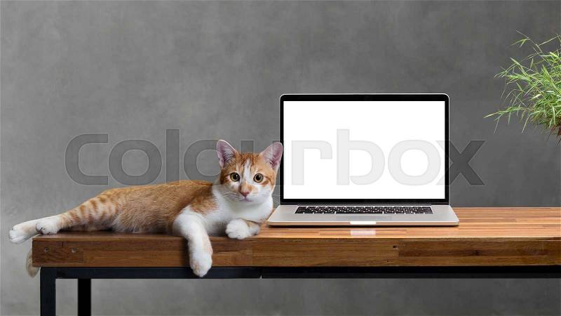 Cat sitting with blank laptop on wooden table isolated on white, stock photo