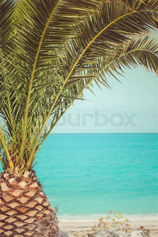 Palm tree on the beach by the sea. Retro color style, close up, stock photo