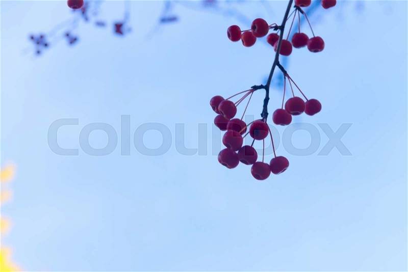 Branches with red fall berries on blue sky background close up, stock photo