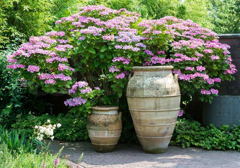 Big brown clay vases with pink and rose hydrangea hortensia background, stock photo