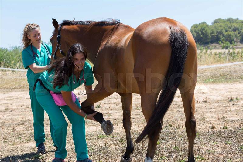 Veterinary horses on the farm doing healing work on one leg, stock photo