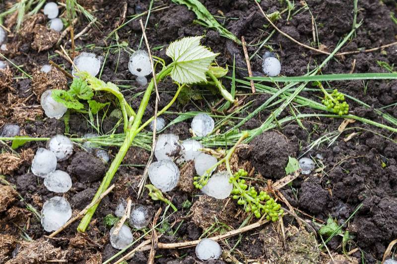 Ice balls in vineyard after heavy hailstorm, damaged young shoots and ovary grapes, stock photo