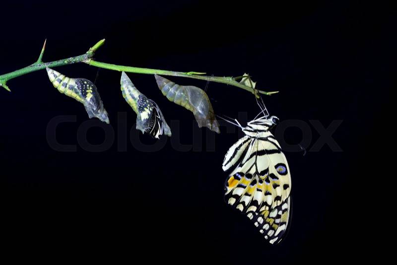 Transformation of Lime Butterfly (papilio demoleus) on black background, stock photo