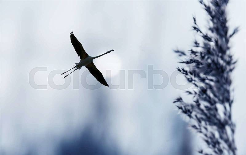 Beautiful tropical bird in flight against night sky background, stock photo