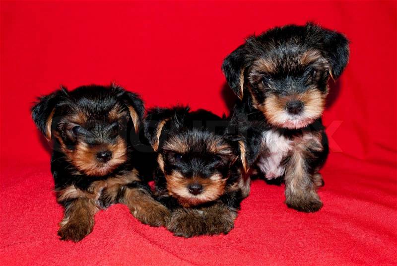 Three puppies of the Yorkshire Terrier on red background, stock photo