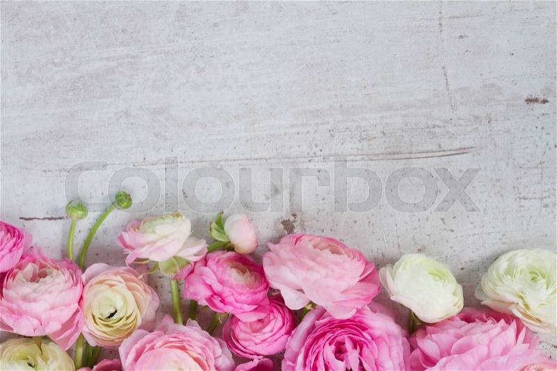 Pink and white ranunculus flowers border on aged white wooden desktop with copy space, stock photo
