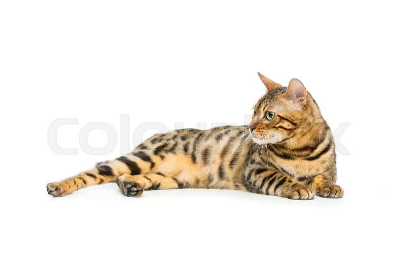 Portrait of beautiful bengal cat isolated lying over white background. Copy space, stock photo