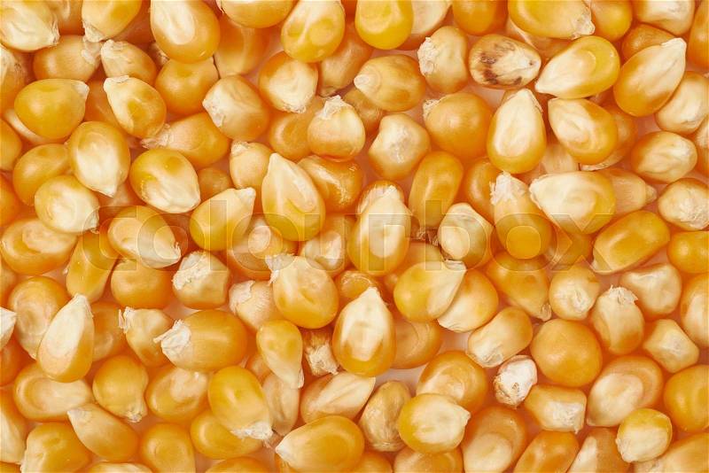 Surface coated with multiple corn kernels as a background composition, stock photo