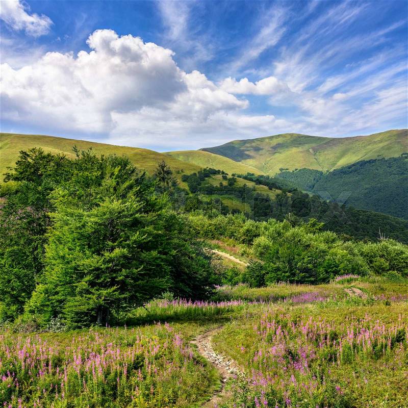 Composite summer landscape. Path on the meadow with wild grass and purple flowers leads through the forest up to mountains under the blue sky with clouds, stock photo