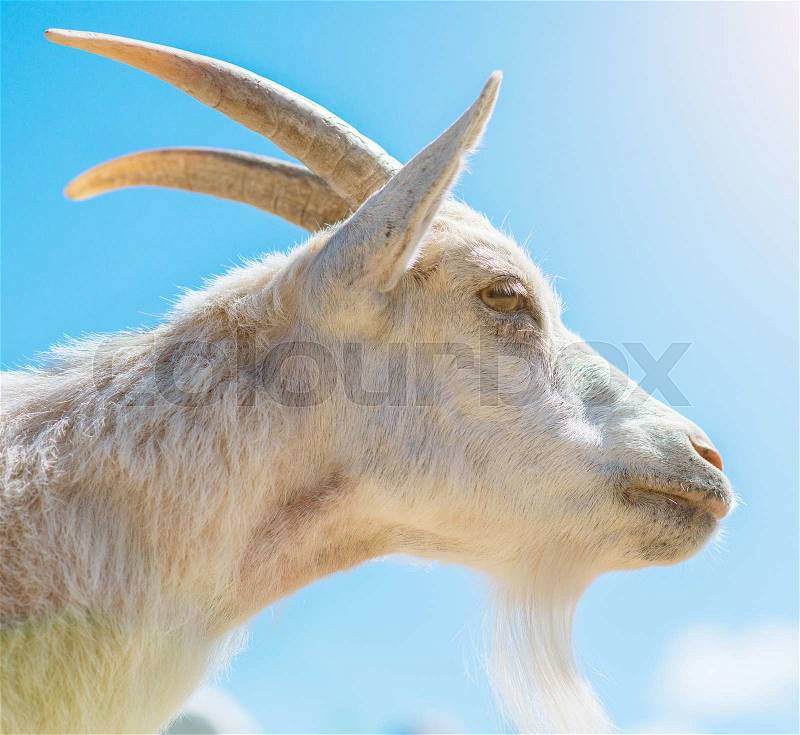 Close-up view of goat against blue sky, stock photo