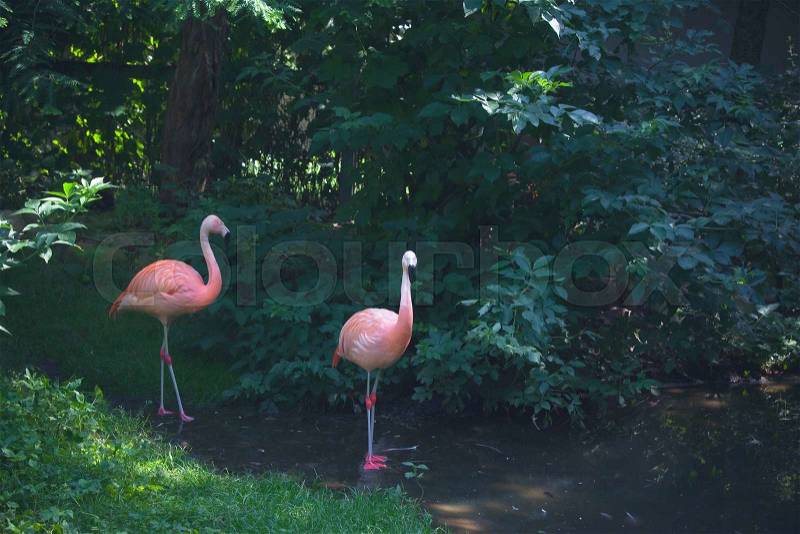 Flamingos standing in a river in a jungle, stock photo