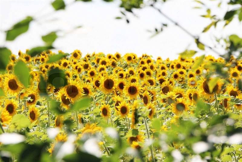 The field of sunflowers through a frame of trees branches, stock photo