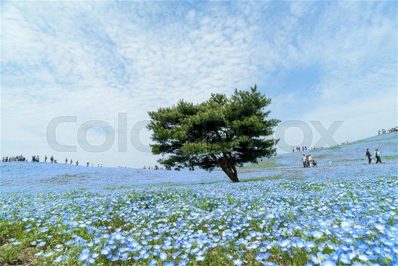 Field of Nemophila with tree at Nemophila, Hitachi Seaside Park, Japan, stock photo