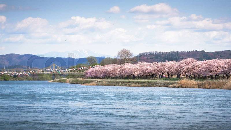 View of Tenshochi Park in Iwate Prefecture,Japan is famous for the more than 10,000 cherry trees planted alongside the Kitakami River, stock photo
