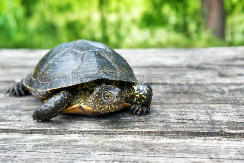 Big turtle on old wooden desk with sunny grass on background, stock photo