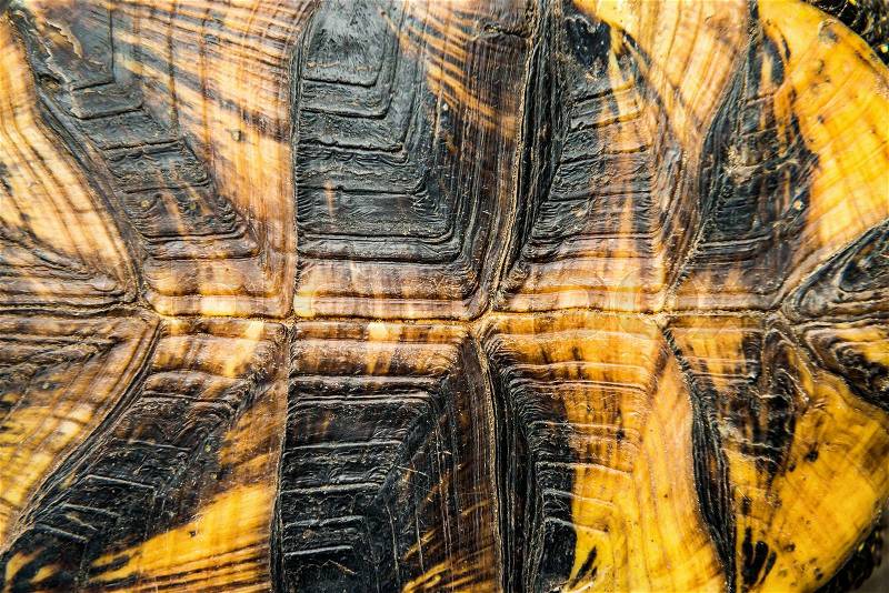 Texture of turtle shell can be used for natural background, stock photo