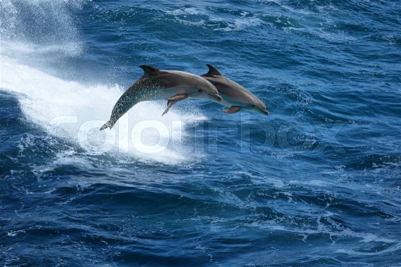 Wild nature background - two jumping dolphins in stormy sea, stock photo
