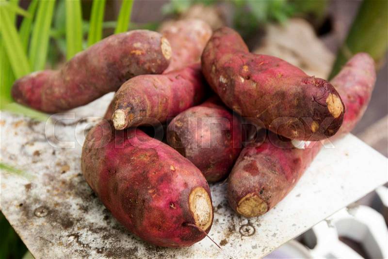 Sweet potatoes on the tray / selective focus, stock photo