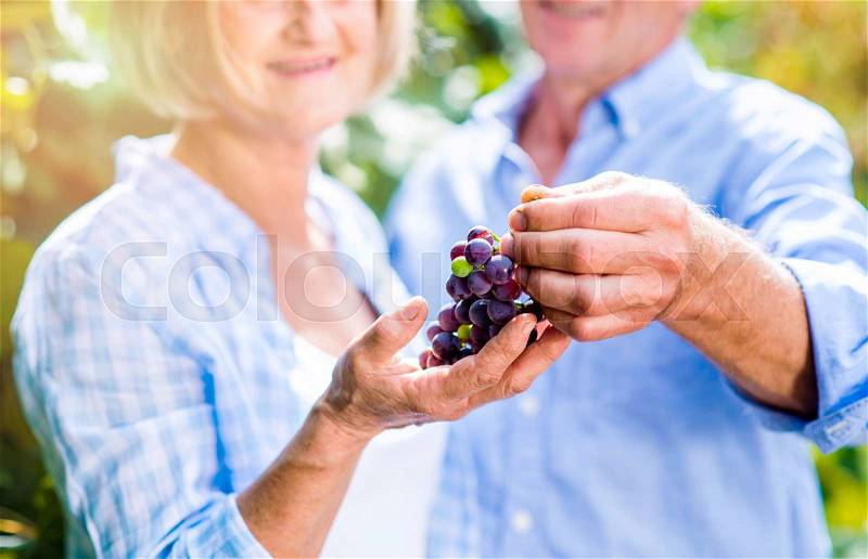 Unrecognizable senior couple in blue shirts holding bunch of grapes in their hands, stock photo