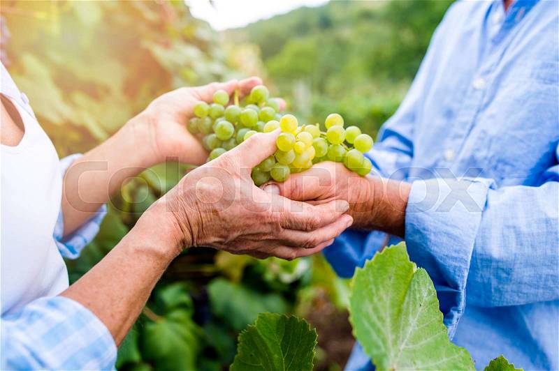 Hands of unrecognizable senior couple in blue shirts holding bunch of ripe green grapes in their hands, stock photo