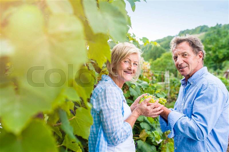 Senior couple in blue shirts holding bunch of ripe green grapes in their hands, stock photo