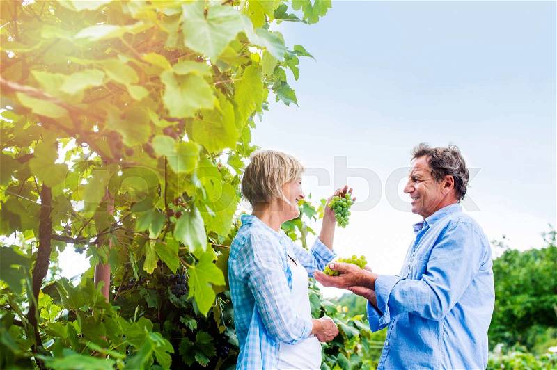 Senior couple in blue shirts holding bunch of ripe green grapes in their hands, stock photo