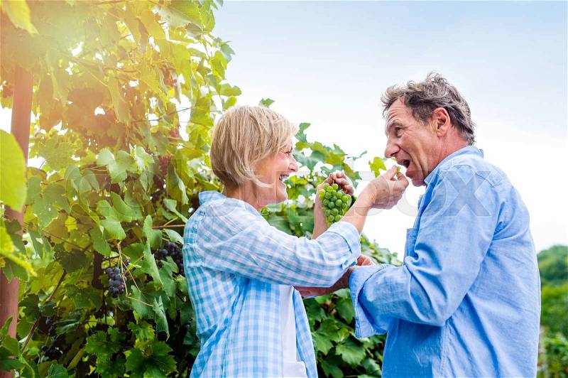 Senior couple in blue shirts holding bunch of ripe green grapes in their hands, eating it, stock photo