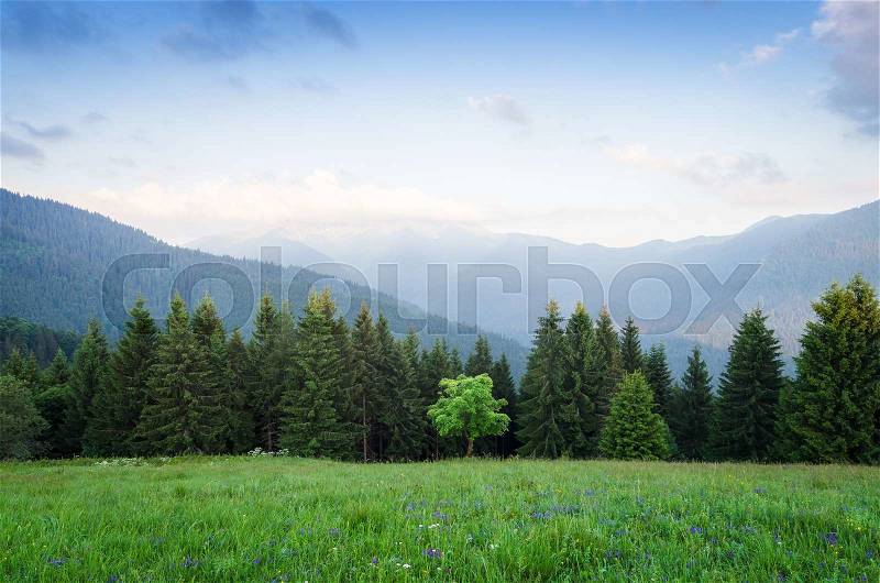Summer landscape in the mountains. Maple tree on a green meadow with grass and flowers. Mountain slopes with fir forest. Karpaty, Ukraine, Europe, stock photo