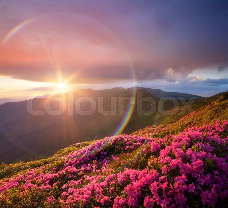Summer landscape with pink flowers in mountains. Blooming Rhododendron on the slopes. Beautiful sunset with sunbeams. Circular rainbow. Karpaty, Ukraine, Europe. Art processing of photos. Color toning, stock photo
