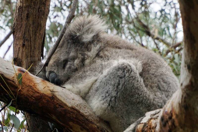 Australian Koala Bear in the reserved park, stock photo