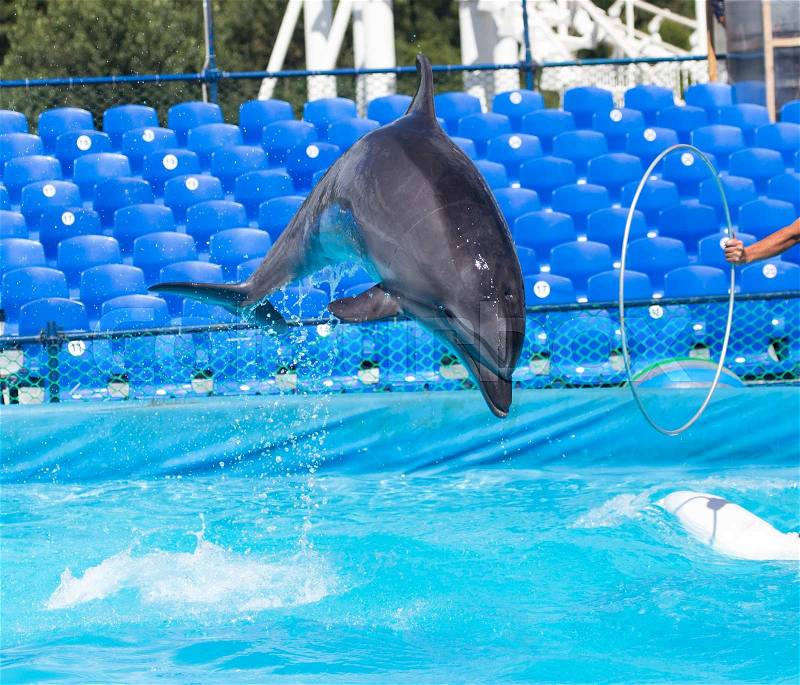 Dolphin jumping in the pool, stock photo