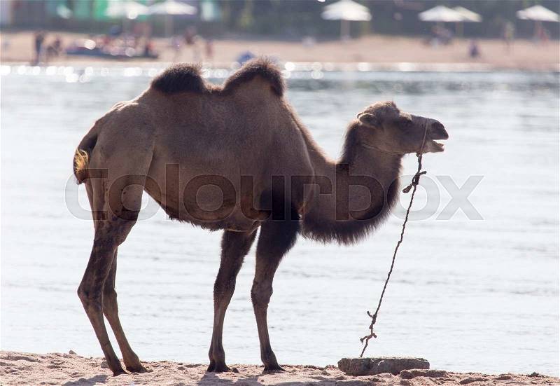 Camel near the sea, stock photo