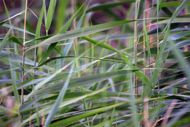 Marsh plants are tall grasses and reeds and sedges, stock photo