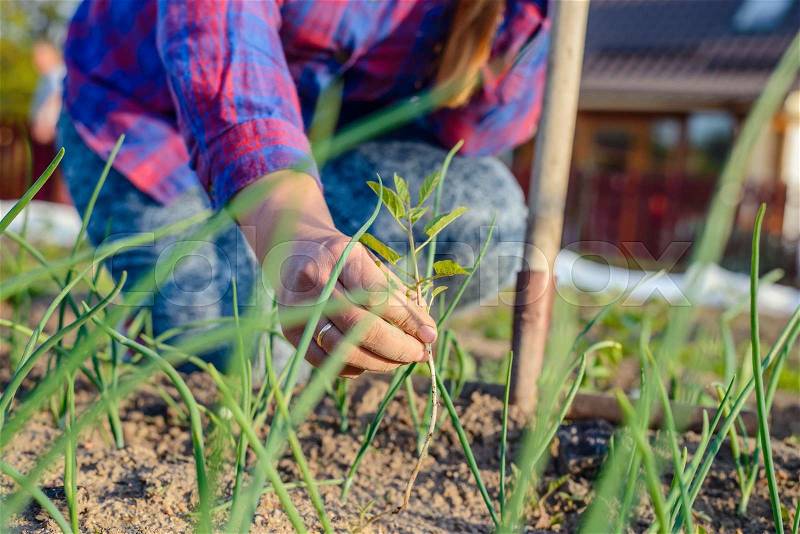Woman weeding her vegetable patch in spring holding up a weed on display in her hand, close up selective focus view, stock photo
