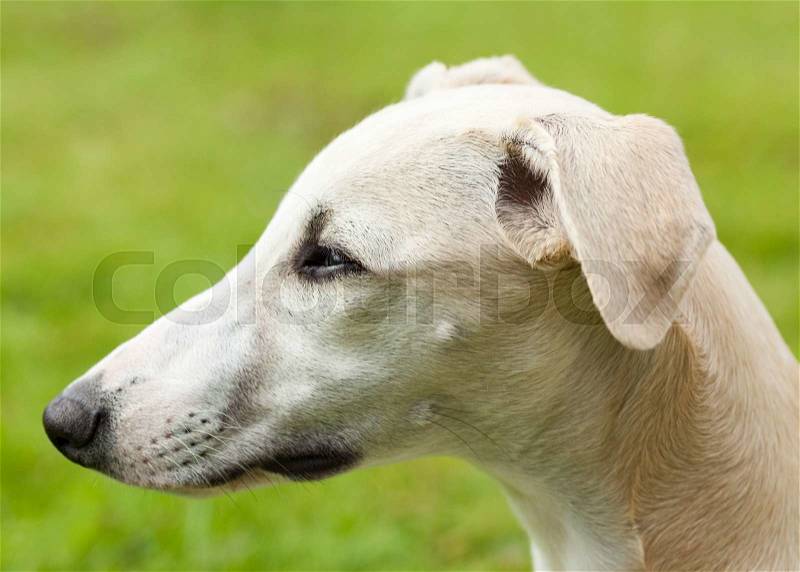 Profile portrait of a young whippet, stock photo